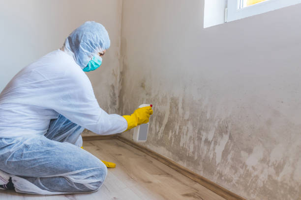 Licensed Mold Remediation service in Oak Ridge, FL - WQB Mold Removal